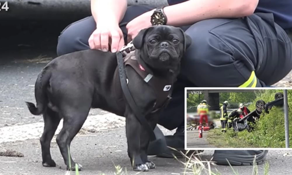 Γερμανία: Απίστευτη αντίδραση σκύλου σε τροχαίο ατύχημα